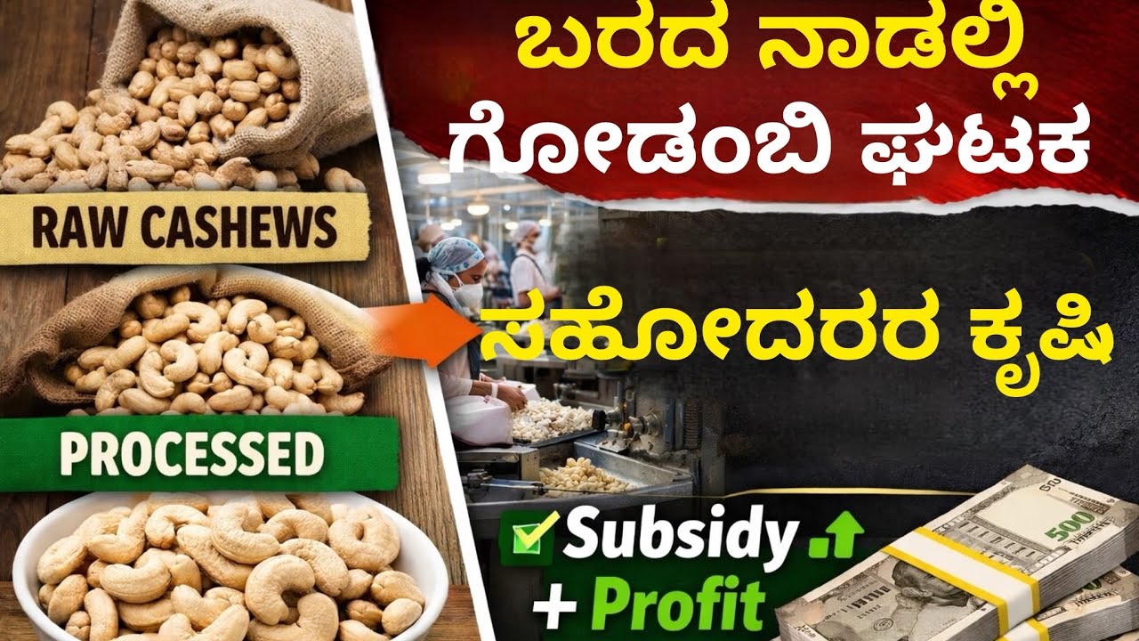 ಬರದ ನಾಡಲ್ಲಿ ಸಹೋದರರ ಗೋಡಂಬಿ ಉದ್ಯಮ ಭಾಗ-2