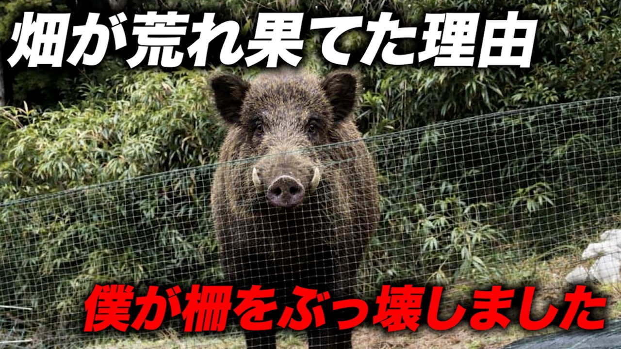 畑がイノシシに侵入されて荒れ果てる