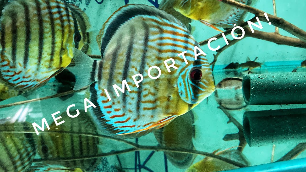 Mega importación! Wild Discus, corydoras, Loricaridos...DiscusArt.com