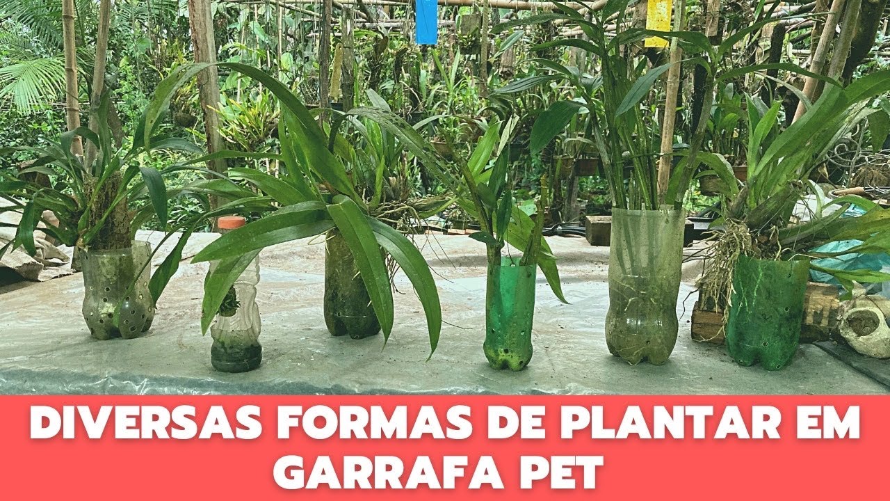 Como cultivar orquídea em garrafa pet - Masuji Kayasima