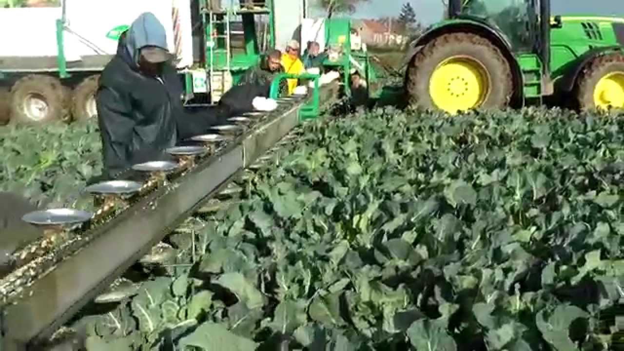 Lauwers-Delecroix bloemkool oogstmachine