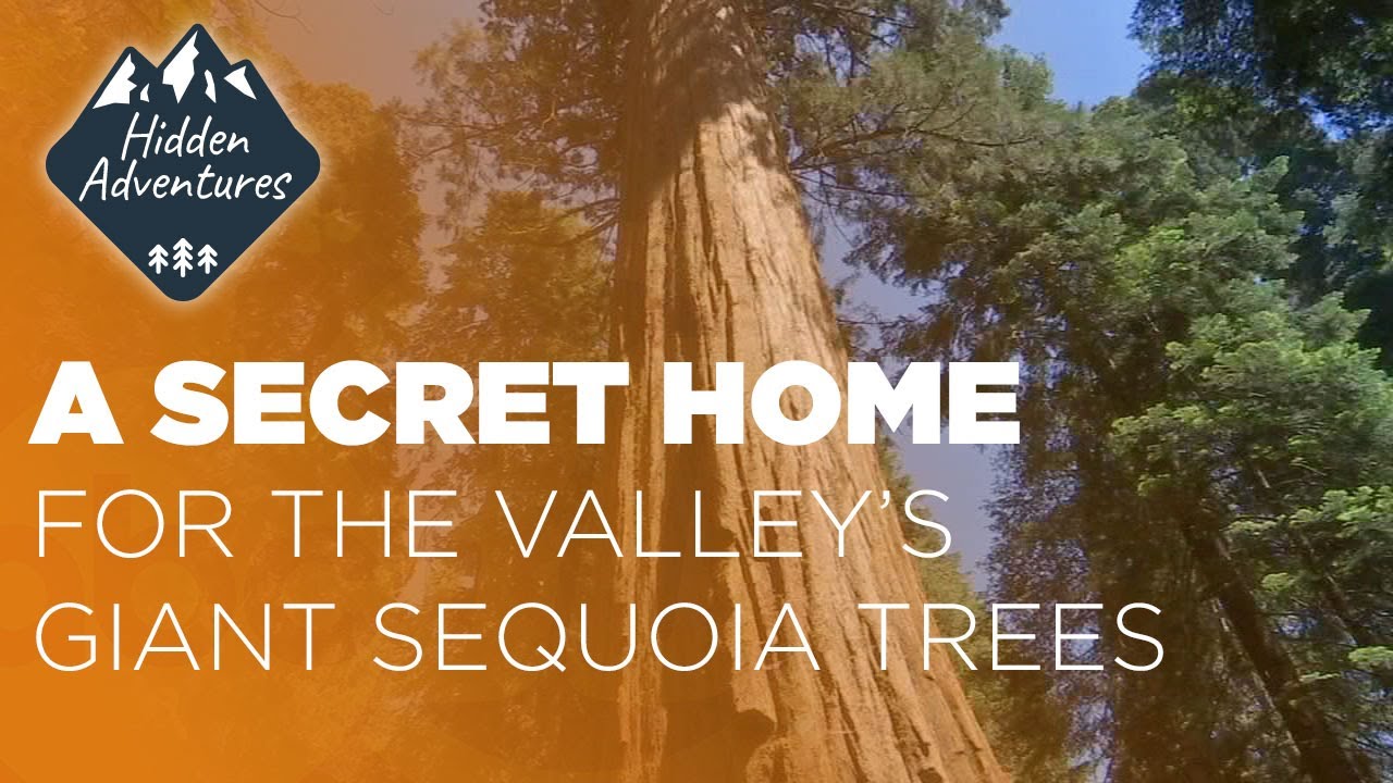 Hidden Adventures: McKinley Grove