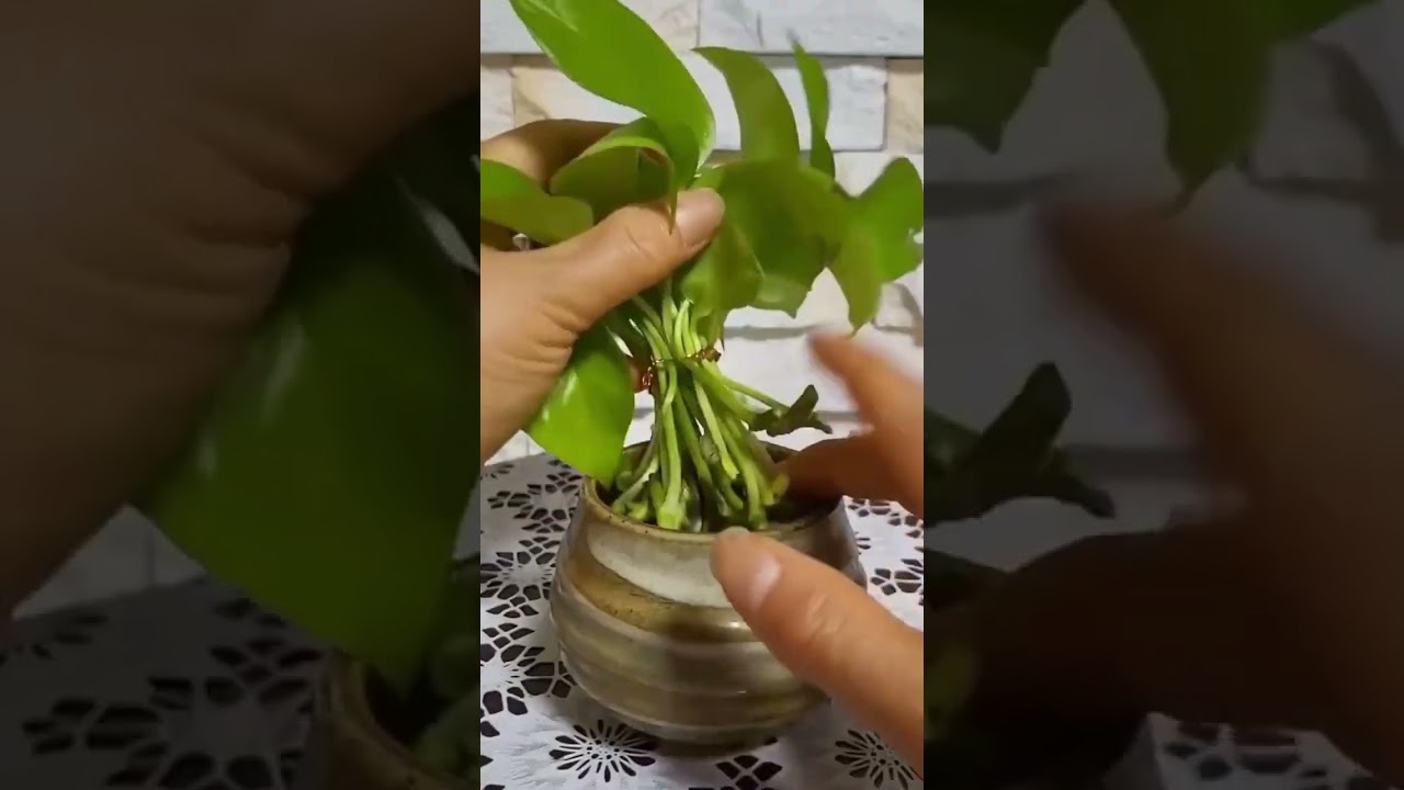 technique for stimulating root growth of Chinese betel plants #farming #shorts