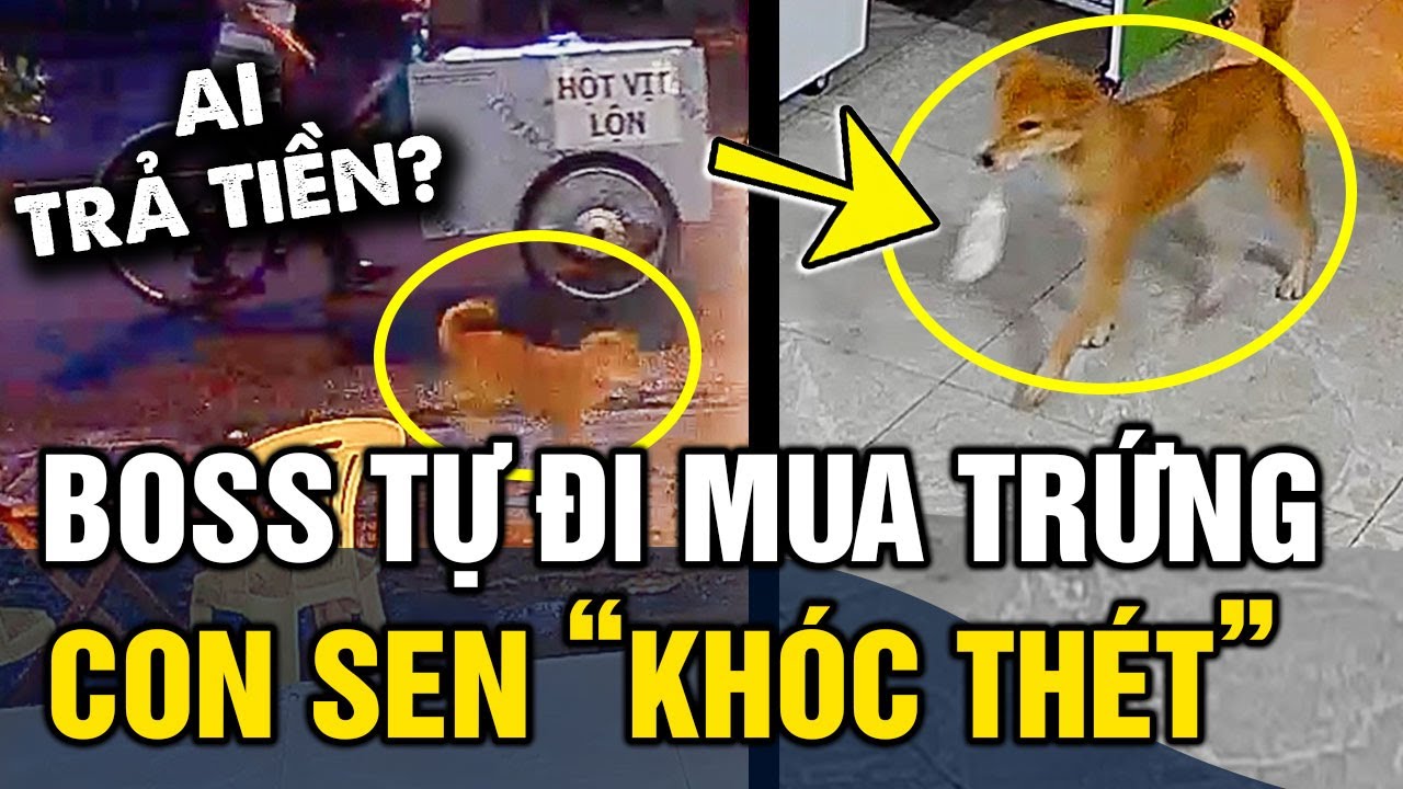 Hài hước cờ hó 'TỰ BIẾT ORDER' hột vịt lộn về ăn mỗi ngày khiến con sen 'THAN TRỜI' | Tin 3 Phút