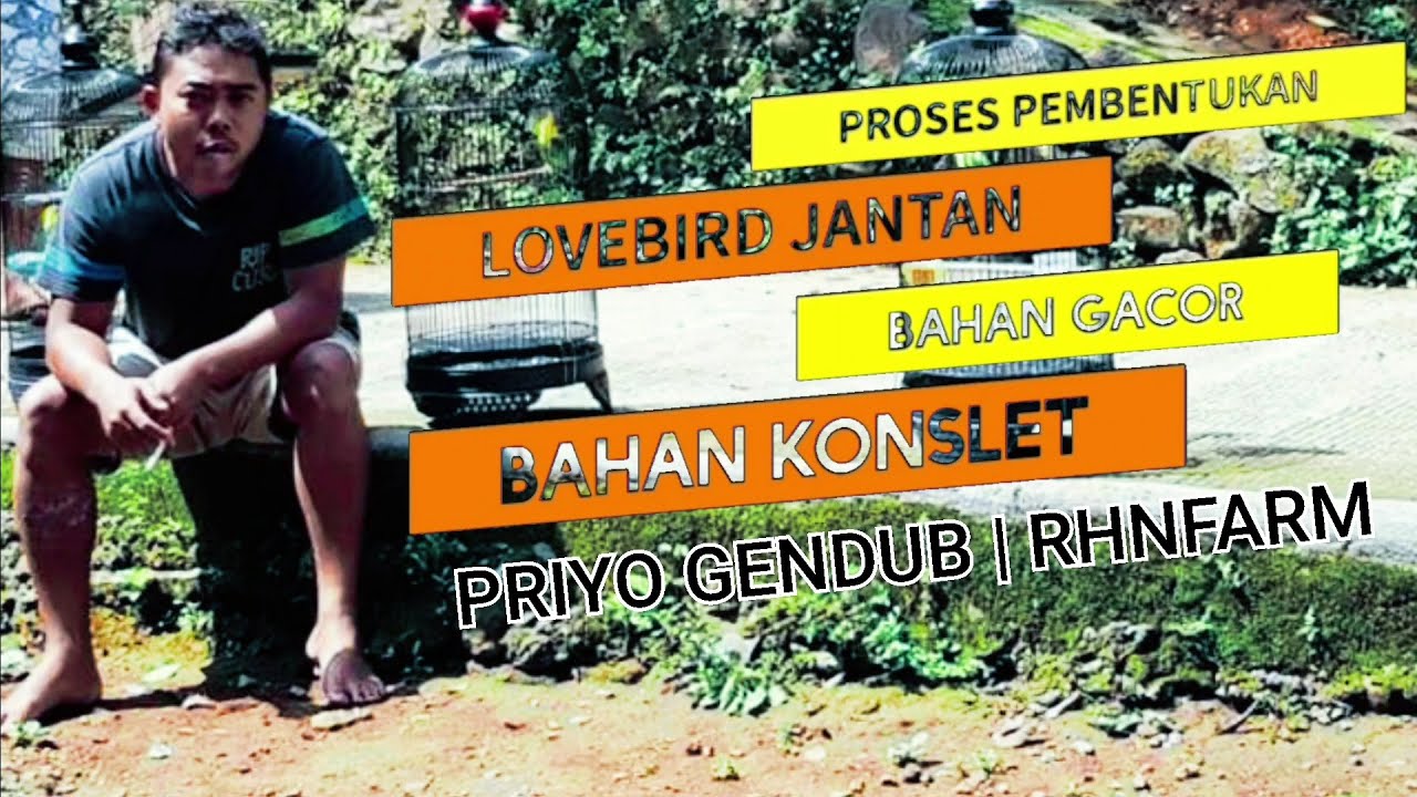 Proses lovebird jantan dari bahan gacor menuju bahan konslet | Priyo Gendub Rhnfarm Salatiga