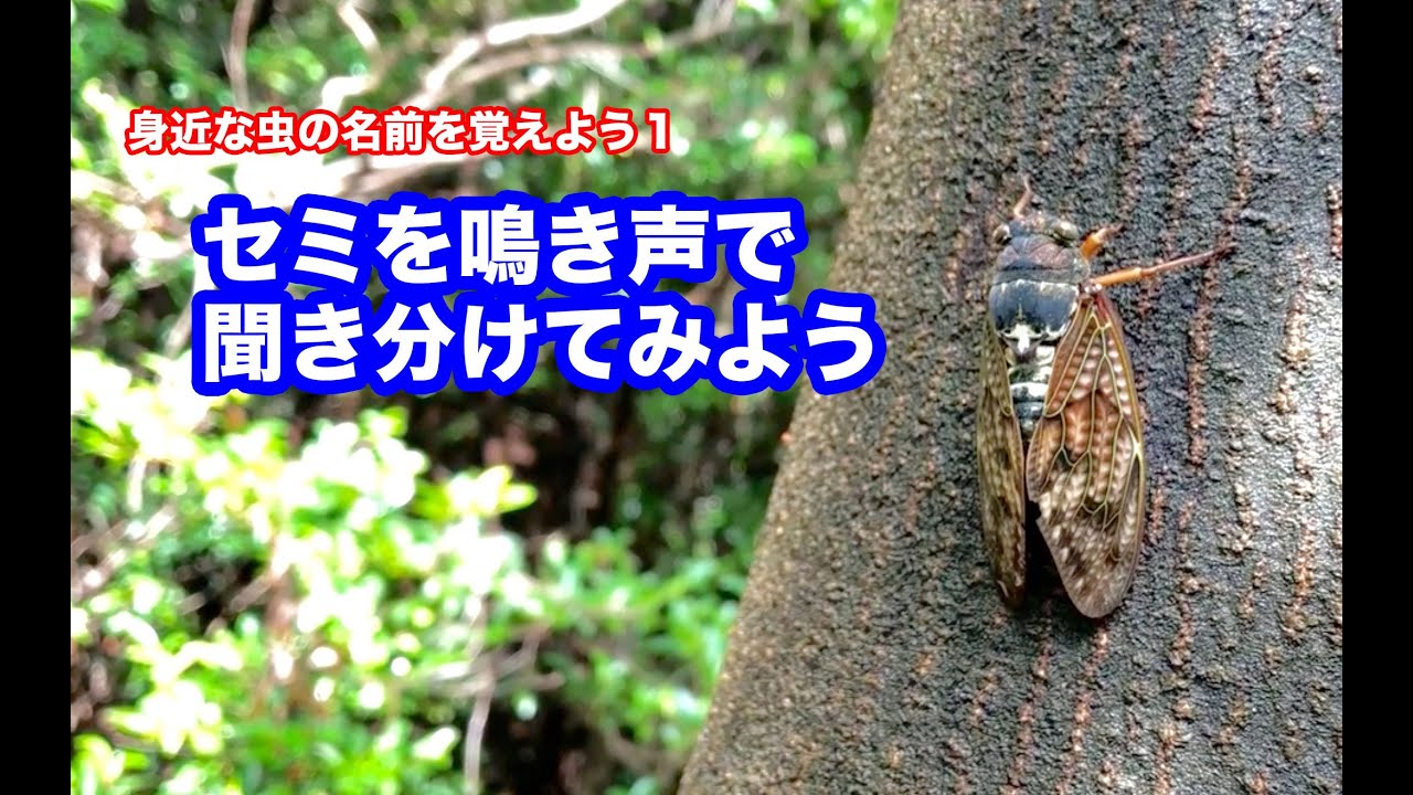 セミの鳴き声を聞き分けてみよう〜身近な虫の名前を覚えよう１〜