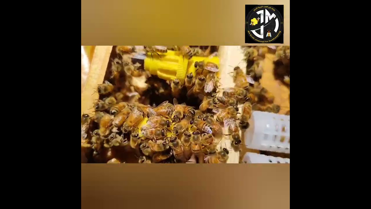 خروج الملكات بواسطة جهاز جنتر وتم عمل التقاسيم ووالاستفادة من البيوت الملكية والعذراوات