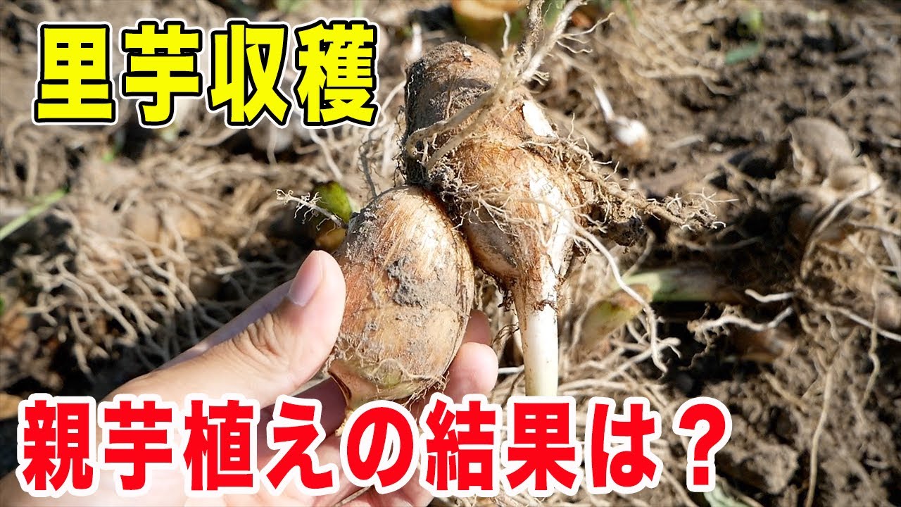 里芋の収穫　親芋植えたら収穫量がすごかった