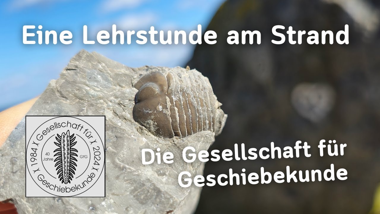 Eine Lehrstunde am Strand - Fossilien suchen an der Ostsee