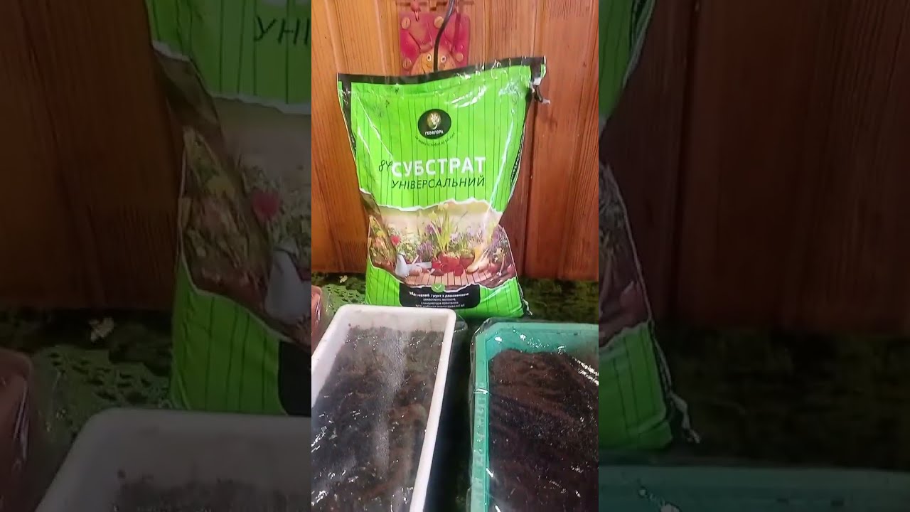 ВЫСЕВАЕМ ПЕРЕЦ НА РАССАДУ.22.02.26Г.#рассада# #перец#