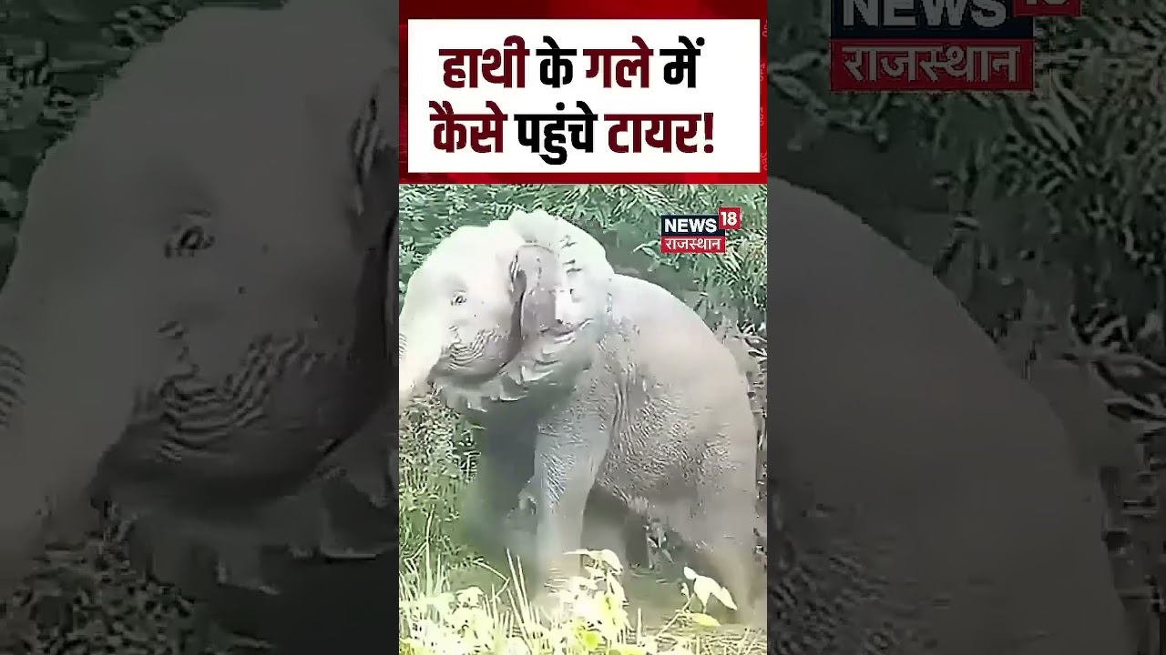 Assam Elephant Viral Video : हाथी के गले में कैसे पहुंचे टायर! | N18S | Viral Video | Top News