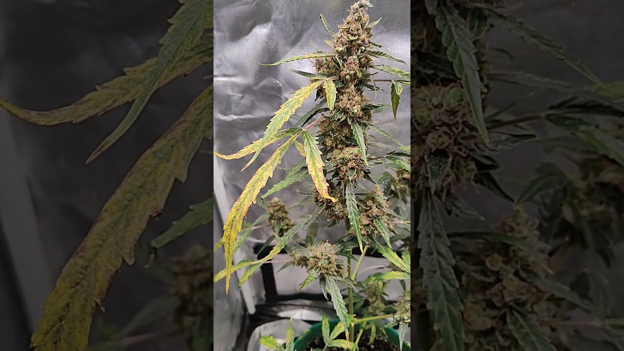 Update on my garden. Chocolate skunk Seed grow. She is finally getting ready to finish up growing.