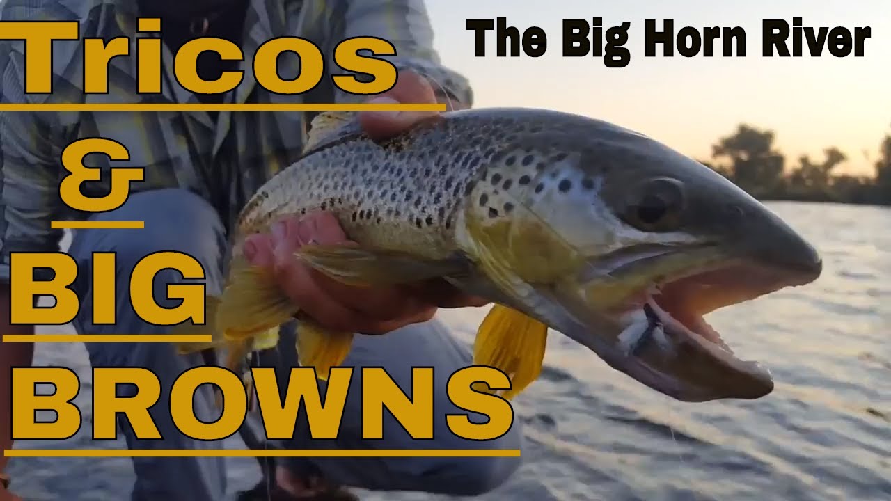 Floating The Bighorn River -  Tricos For Big Browns - Montana 2017