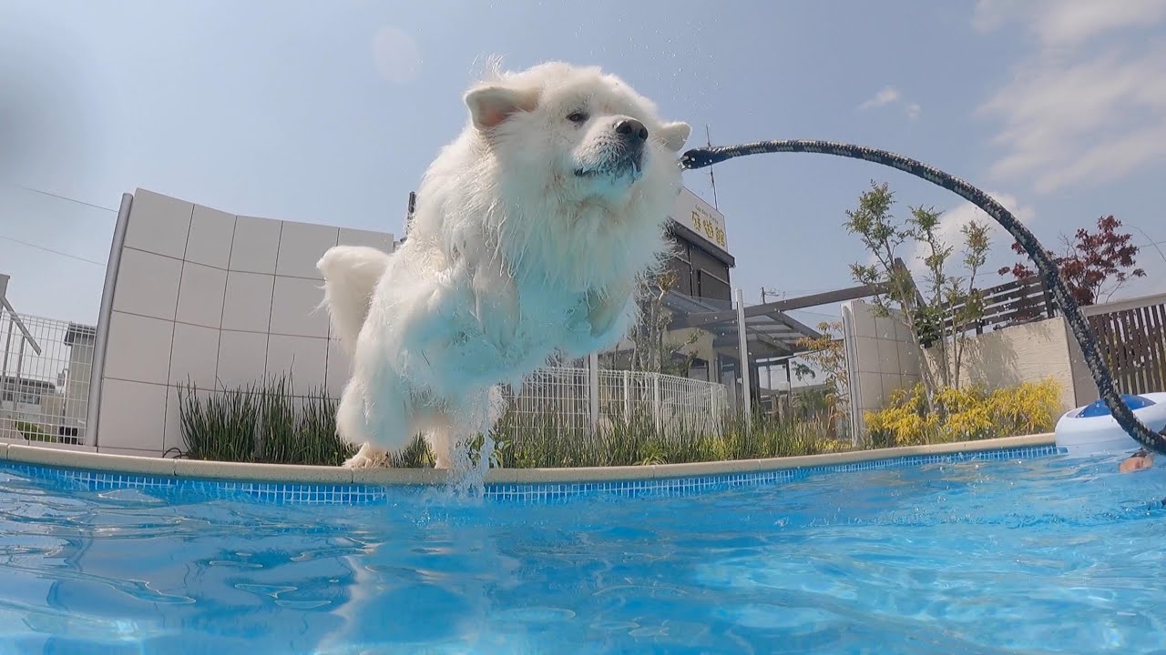 【60㎏超】超大型犬のド迫力な飛び込み！