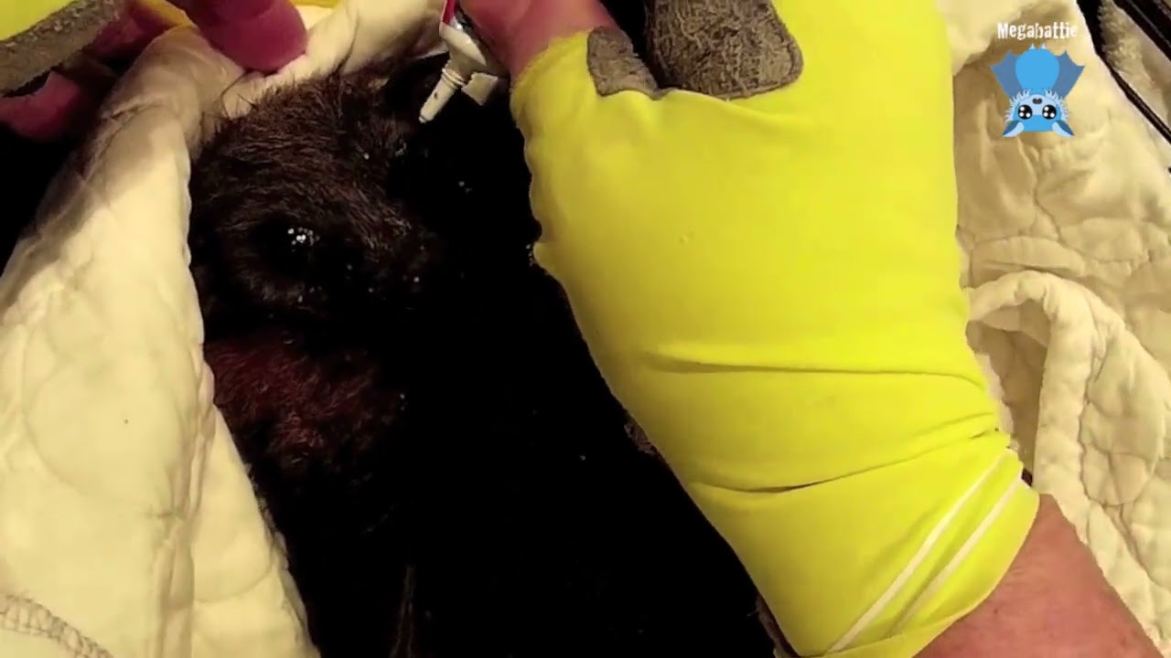 Rescuing a juvenile flying-fox on the ground:  this is Wet and Wild