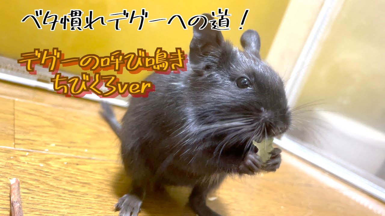 ベタ慣れデグーへの道〜デグーの呼び鳴き〜ちびくろ♀ver.【ちびくろ♀カイカイまでの道のり】