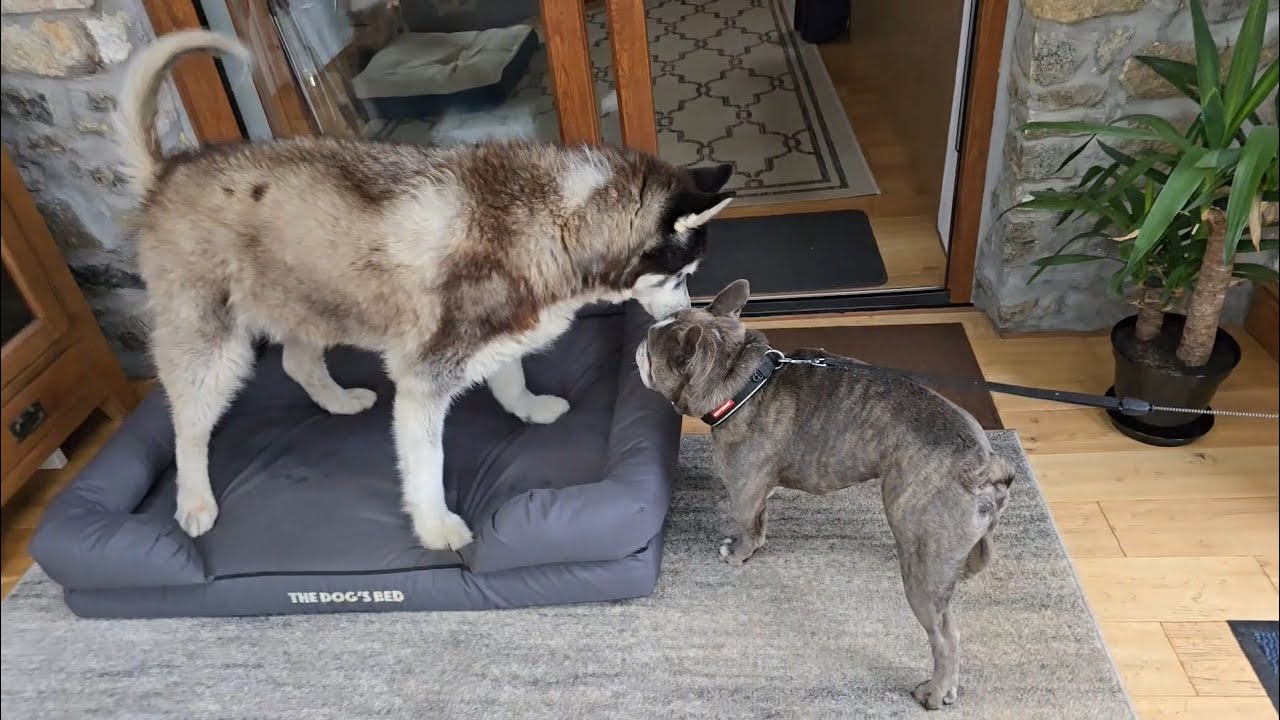 Tiny Dog Goes Into Huge Husky's House!