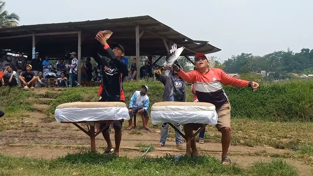 Babak penyisihan, liga pmti cianjur, putaran ke 9 lapak rawa santuy. #pmtinasional #merpatikolong