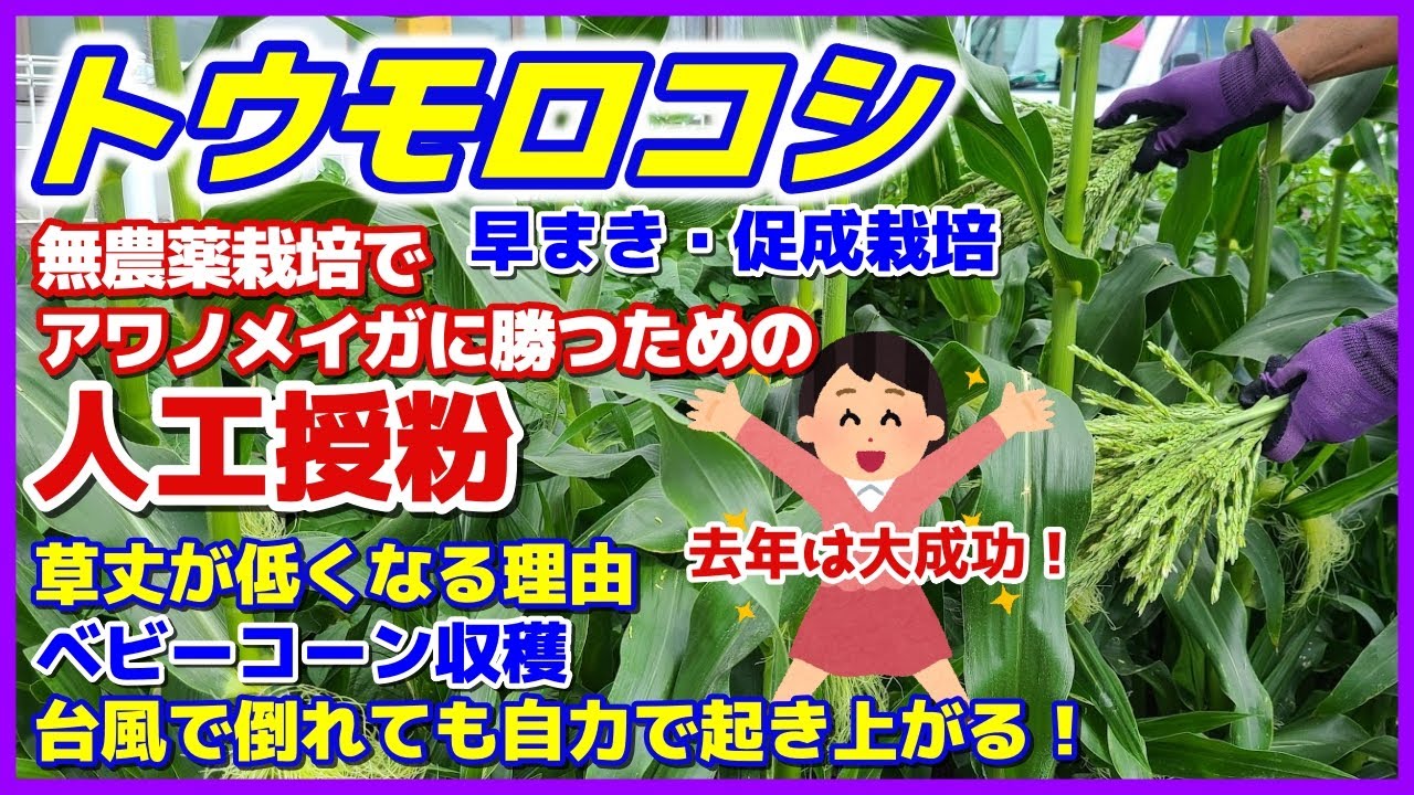 【トウモロコシ】去年は大成功！無農薬栽培で害虫アワノメイガに勝つための人工授粉／草丈が低い理由とは？／ベビーコーン（ヤングコーン）収穫／とうもろこしは台風で倒れても自力で起き上がる！／アブラムシ対策