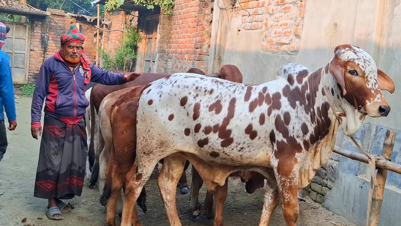 ২২ জানুয়ারি 2026| লন্ডন প্রবাসী কেমন দামে কিনলেন টপ কোয়ালিটির শাহীওয়াল জাতের ষাঁড় বাছুর গরু 