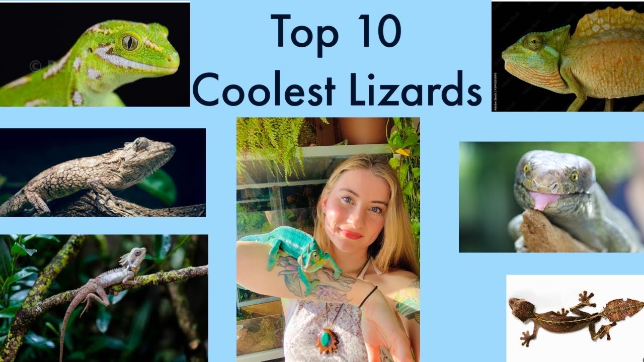 10 Coolest Lizards