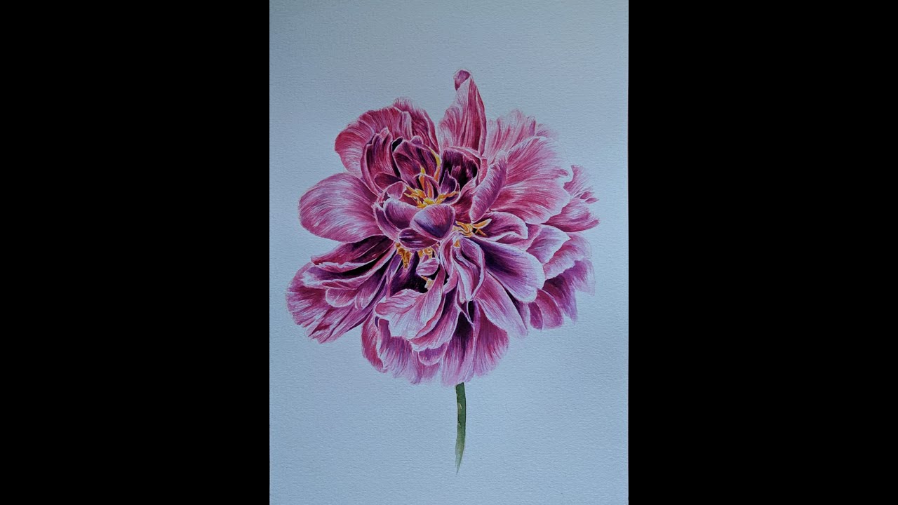 Clase de pintura con acuarelas - Rosa Peonía segunda parte