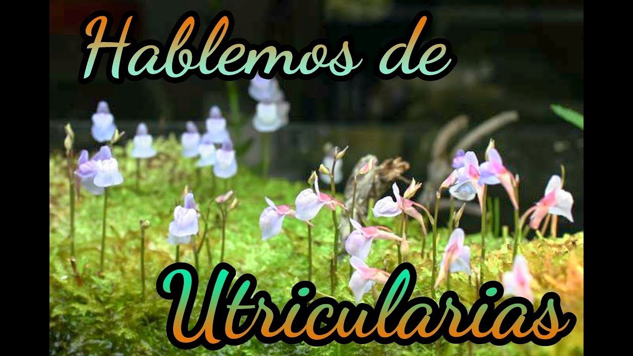Hablemos de Utricularias