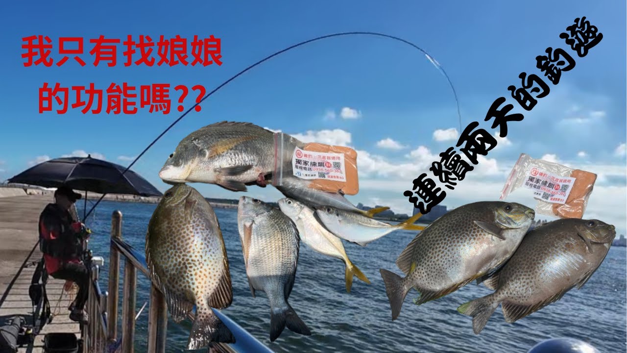 台南連續兩天的釣遊難道我只有釣娘娘的功能嗎?大紅衫的精采博魚畫面 #星點臭肚  #獨家練餌 #蘇信州 #fishing #クロダイ #감성돔 #ตกปลา #Su16888