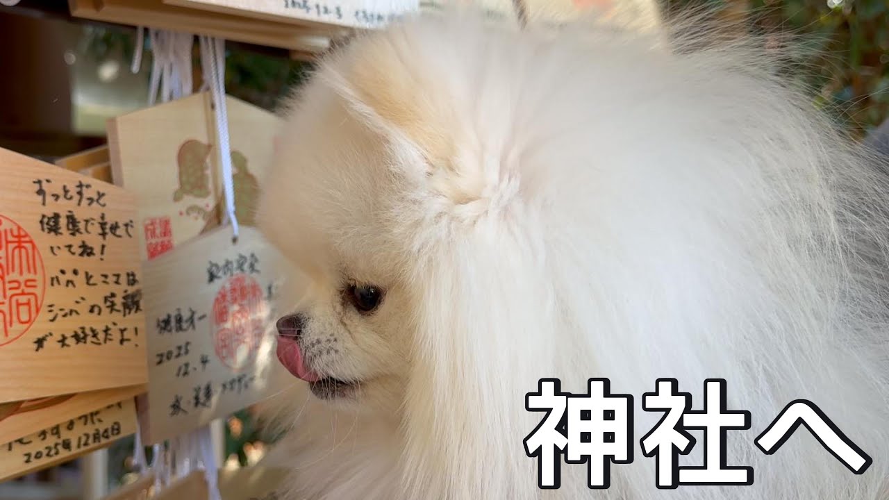 ポメラニアンと初めての神社参り
