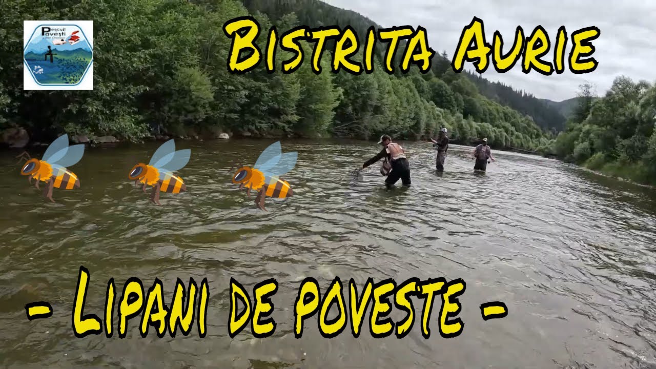 Lipani de poveste pe Bistrița Aurie - Am pescuit la spinning și Fly Fishing alături de prieteni!