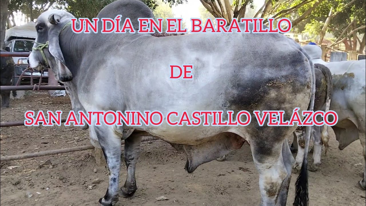 UN DÍA EN EL BARATILLO DE SAN ANTONINO CASTILLO VELÁZCO 