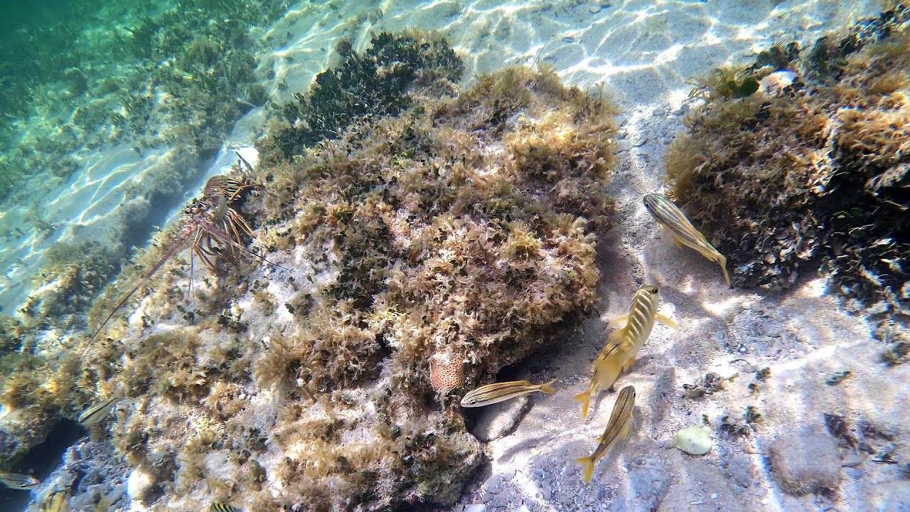 Florida Keys Underwater Life * Bahia Honda State Park Snorkeling * Tropical Fish, Barracuda & More
