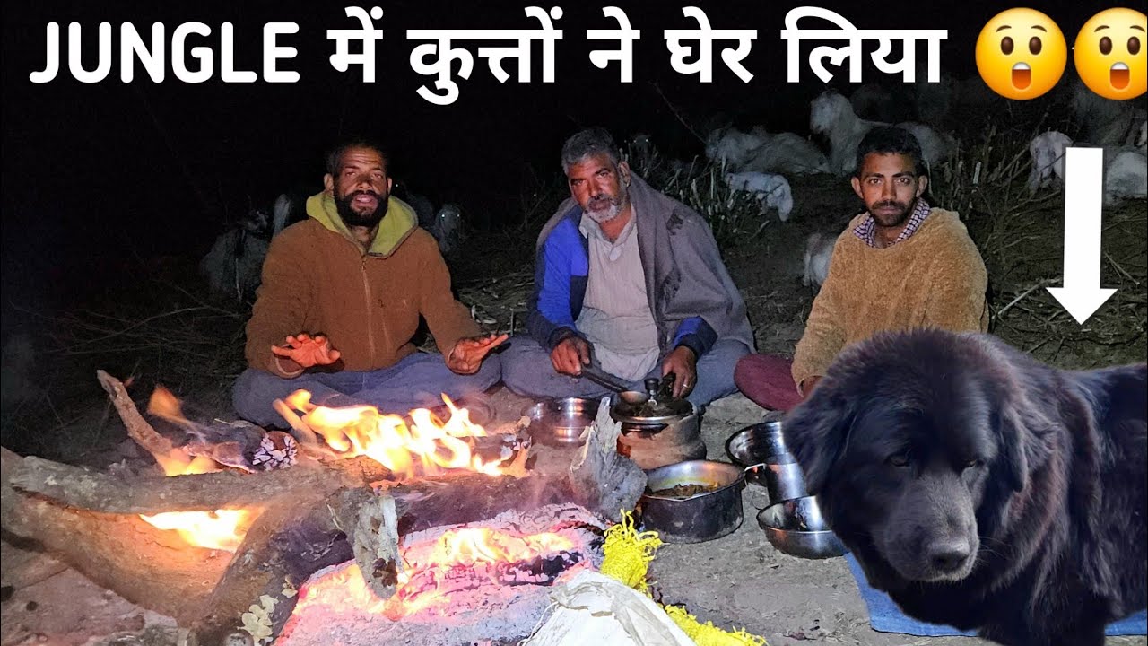 FOREST NIGHT CAMPING WITH NOMADIC SHEPHERDS IN EXTREME COLD WEATHER🥶 OR DEEP FOREST HIMACHAL CAMPING