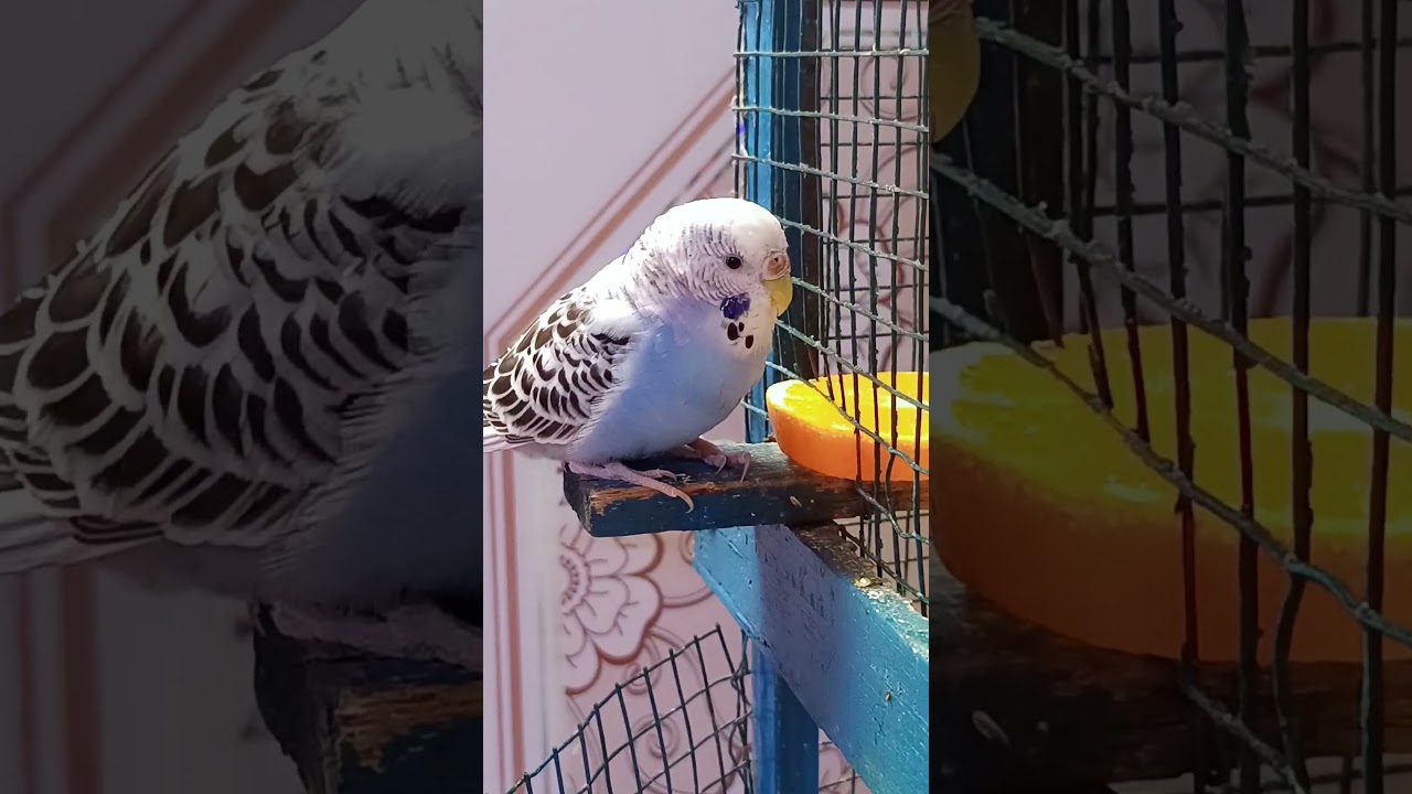 Mmm delicious eating orange😋My birds love to eat it☺️