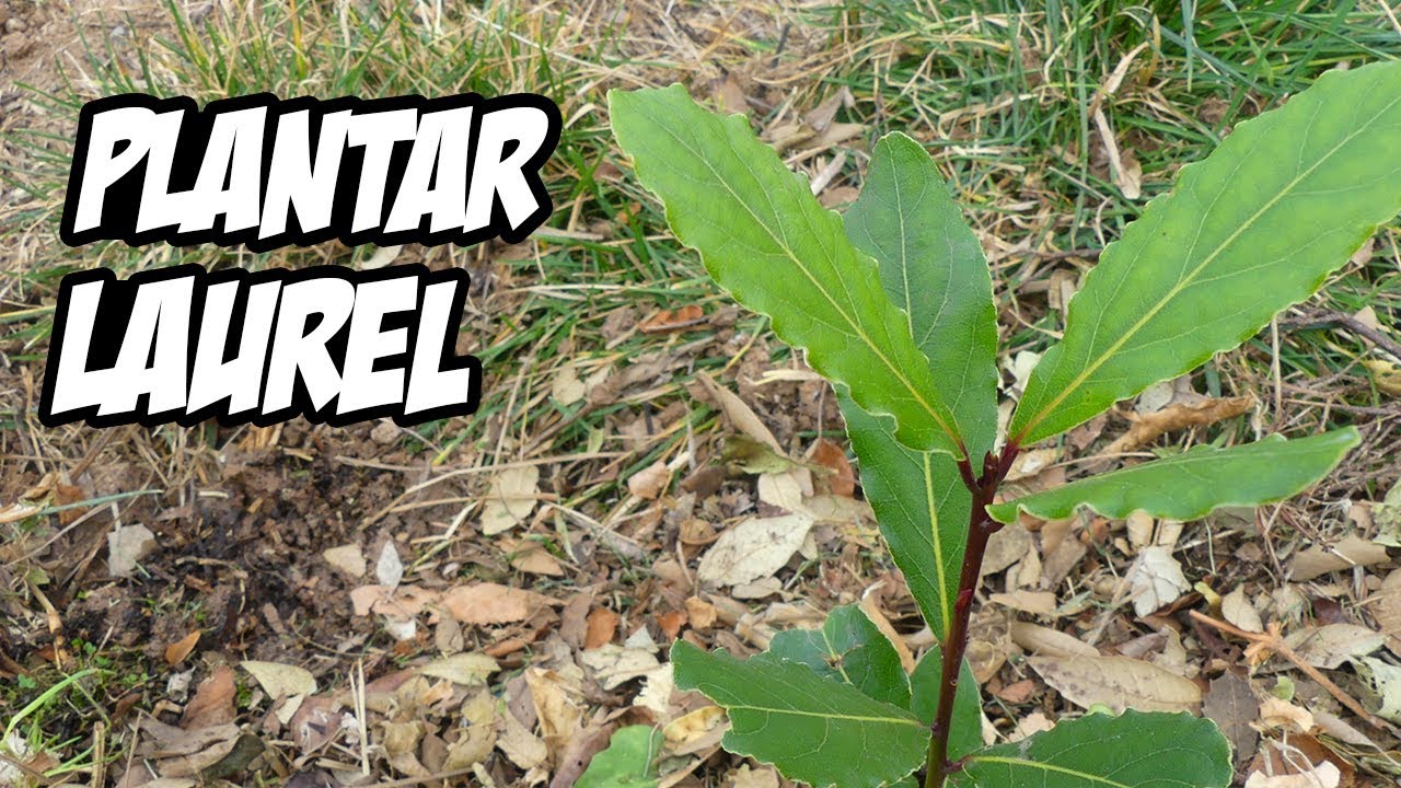 Cómo plantar LAUREL en el Huerto | Paso a Paso | La Huerta de Ivan
