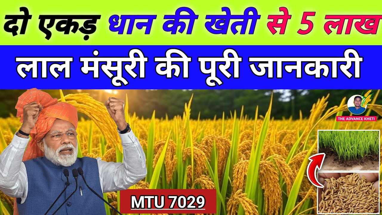 MTU 7029 Dhan Ki Kheti Se Kamaayein 5 Lakh | paddy Variety Swarna, Pan