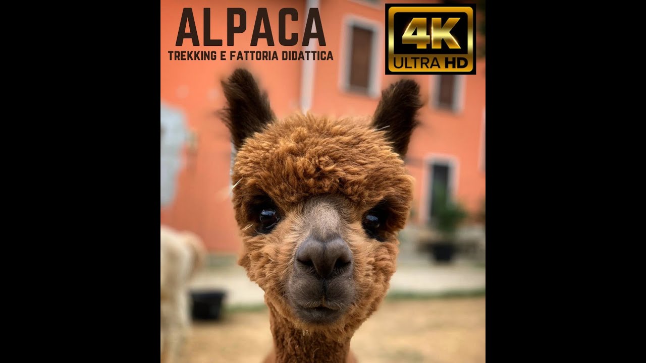 ALPACA TREKKING FATTORIA DIDATTICA BAMBINI 4K ESCURSIONE PASSEGGIATA VICENZA VENETO