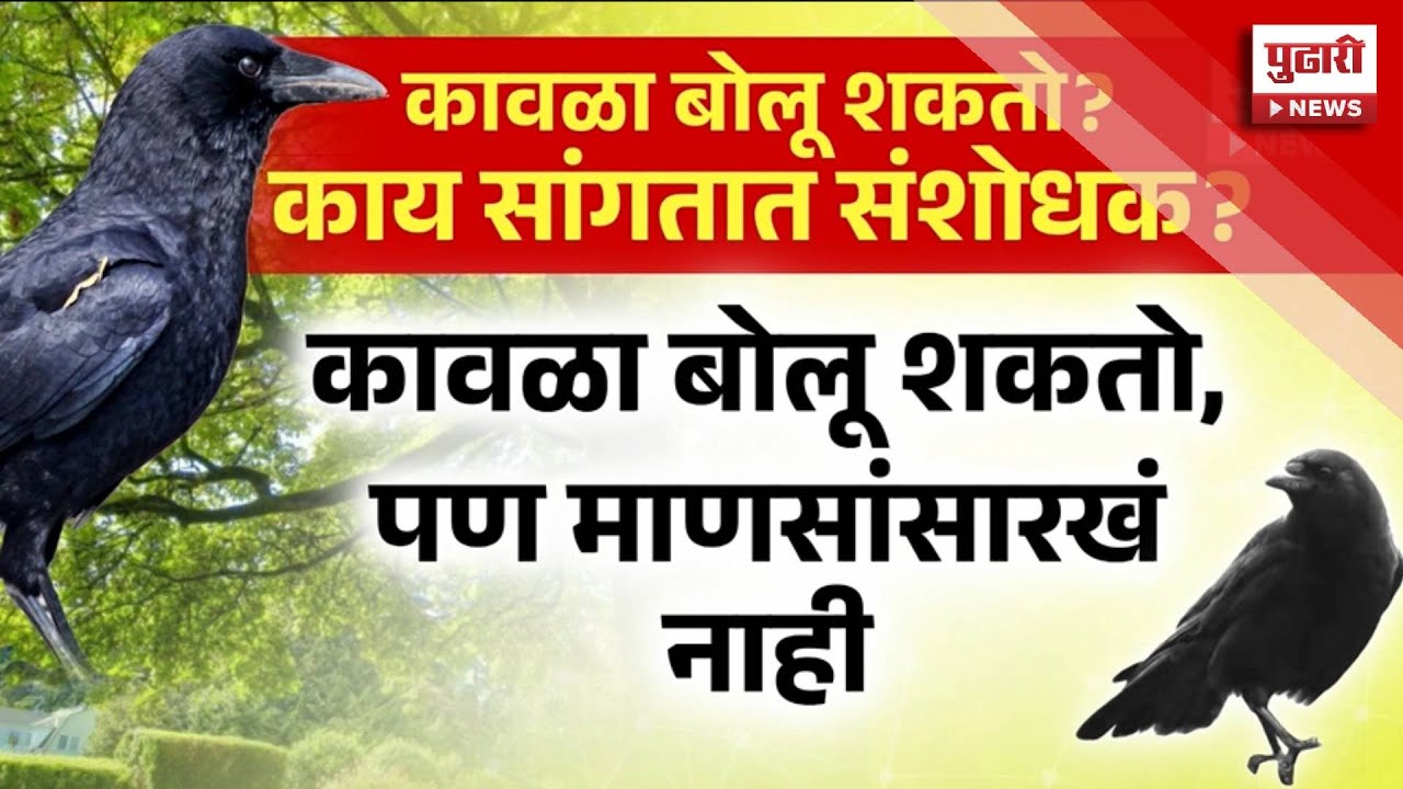 Pudhari Special Report || तुम्ही कधी पाहिलाय बोलणारा कावळा? | Palghar Talking Crow