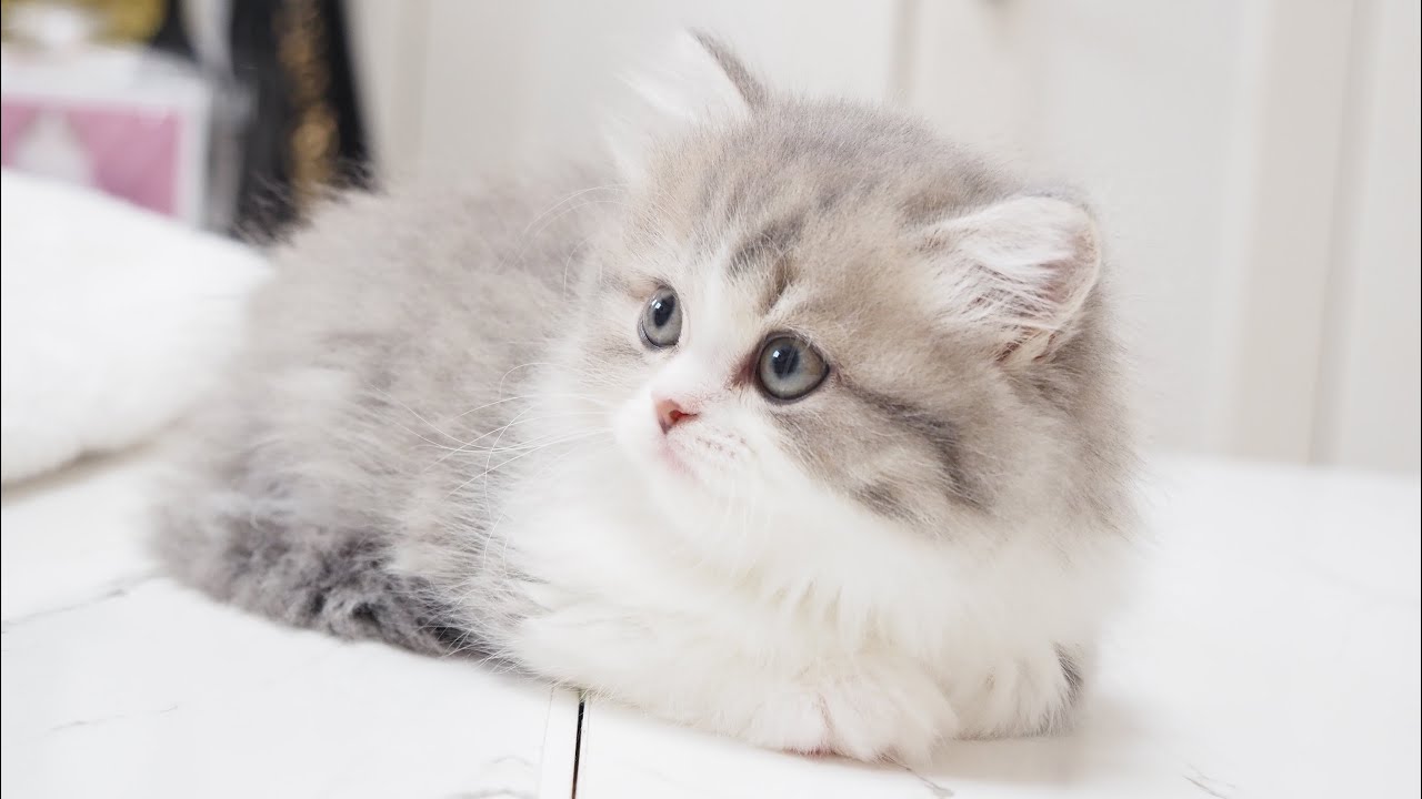 Scottish Straight Longhair Female with Blue Mackerel Tabby & White