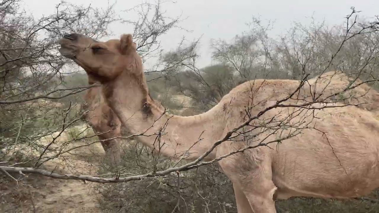 Gentle Camel
