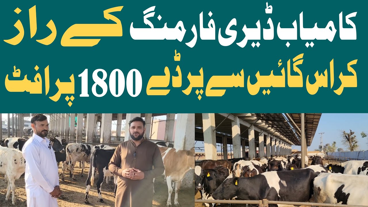 How to Start Dairy Farm in Punjab|Dairy Business Profit and Loss|Best Breed in Dairy Farming