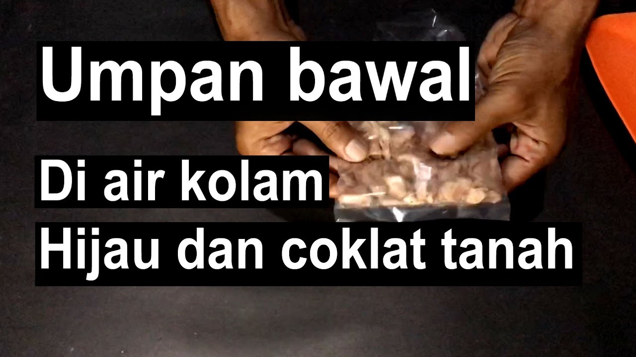 Umpan Bawal Harian Dikolam Air Hijau Dan Coklat Keruh Tanah
