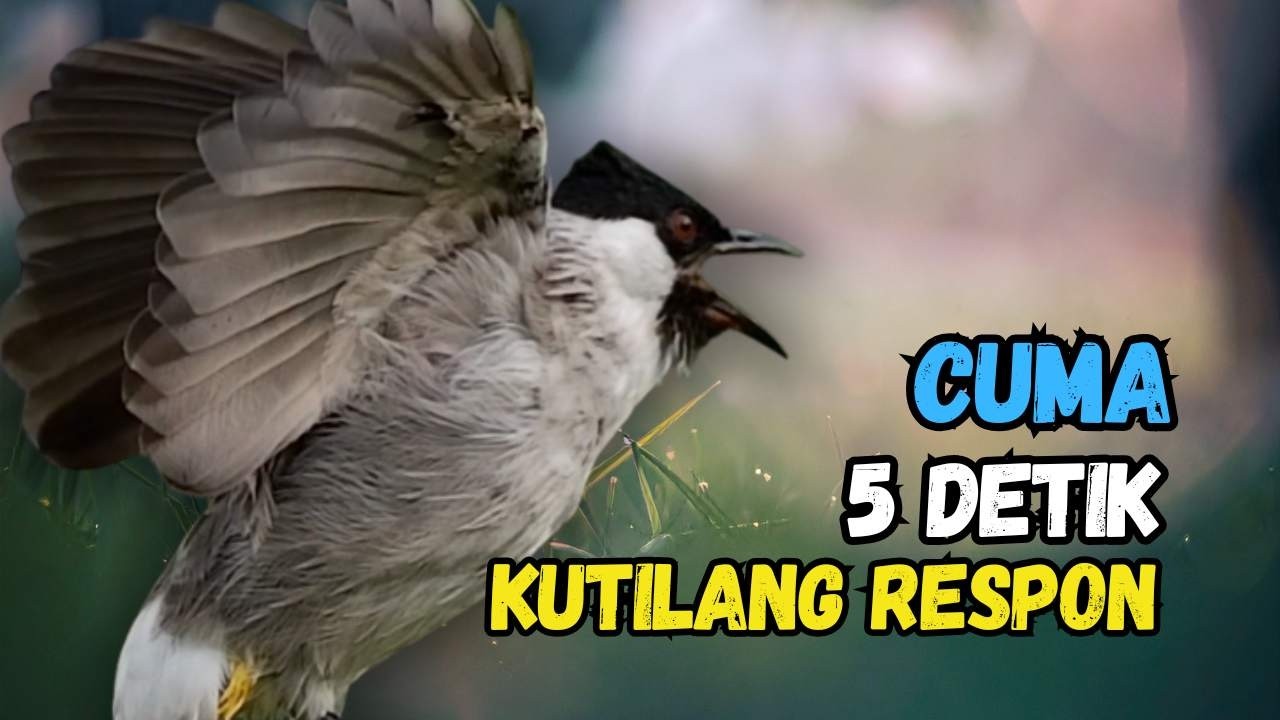 Suara Burung Kutilang Gacor Ribut Ampuh Untuk Pancingan Pikat