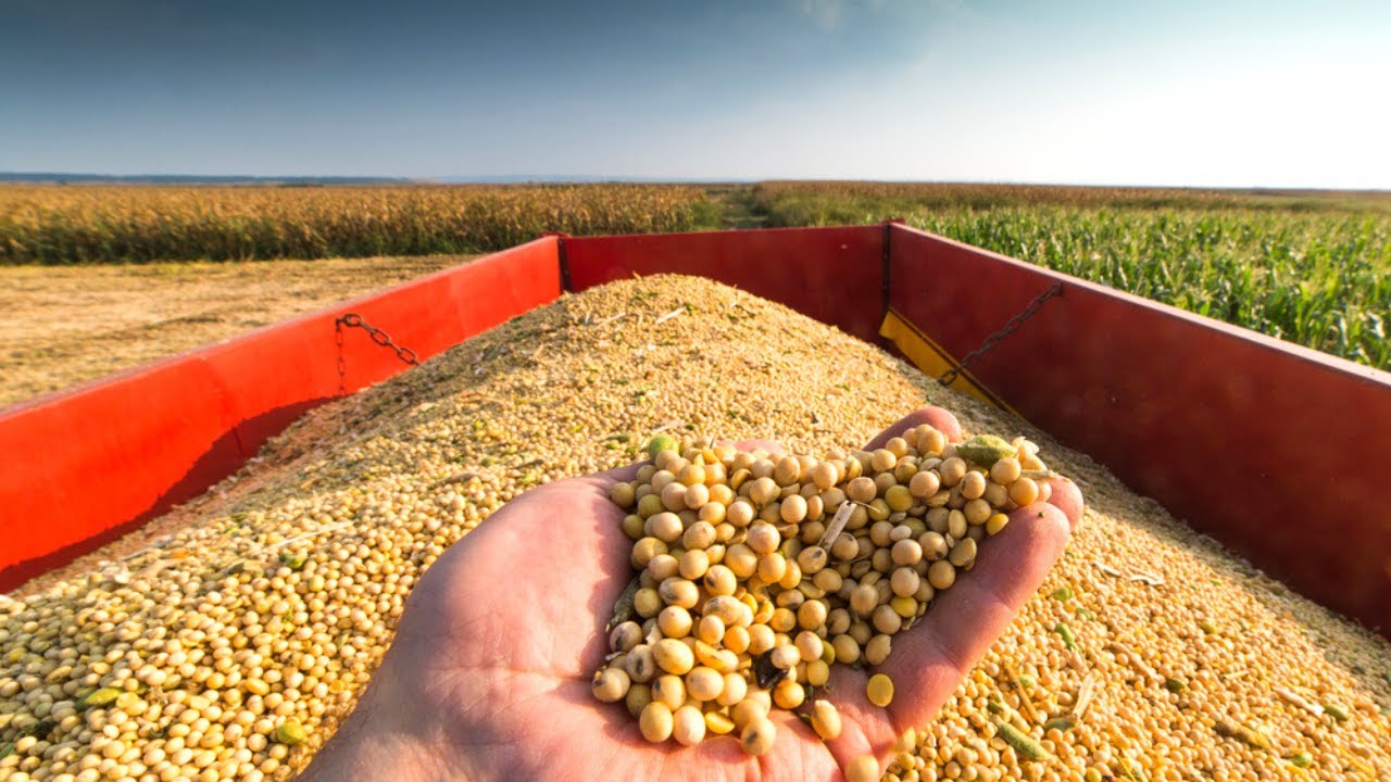 Amazing Soybean Production And Harvest By American Farmers - Harvesting Machine American Farming