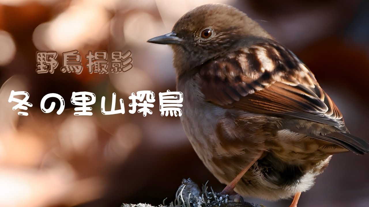 【野鳥撮影】冬の里山探鳥