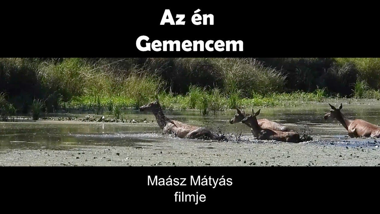 Az én Gemencem / Maász Mátyás természet-filmje (Nature cinematic shortfilm)