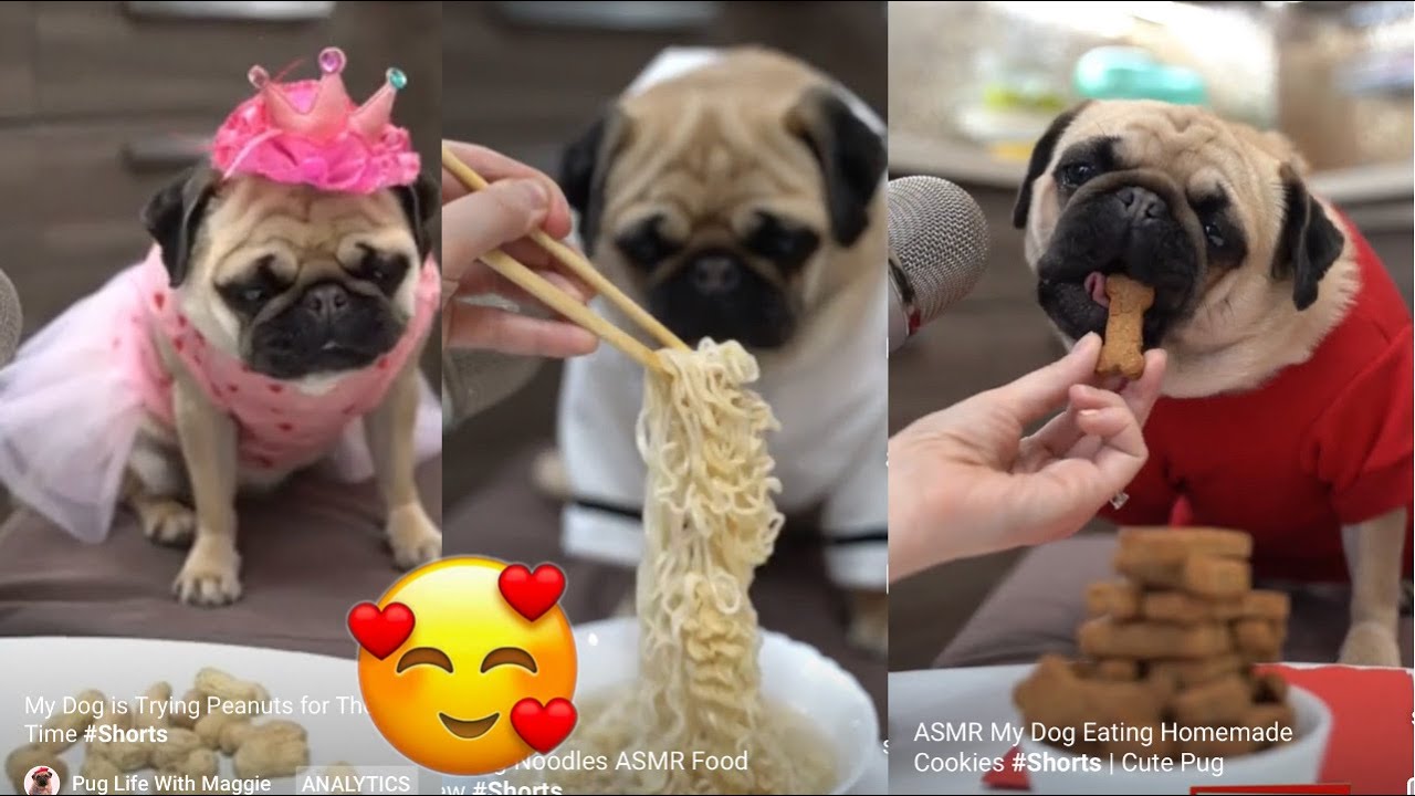 PUG Food Taste Test Reviews ASMR - Funny Dog Eating