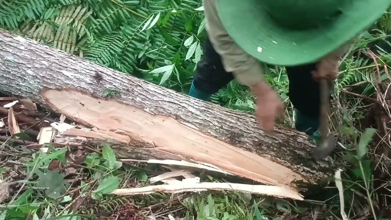 Life in the forest - go into the forest to cut trees