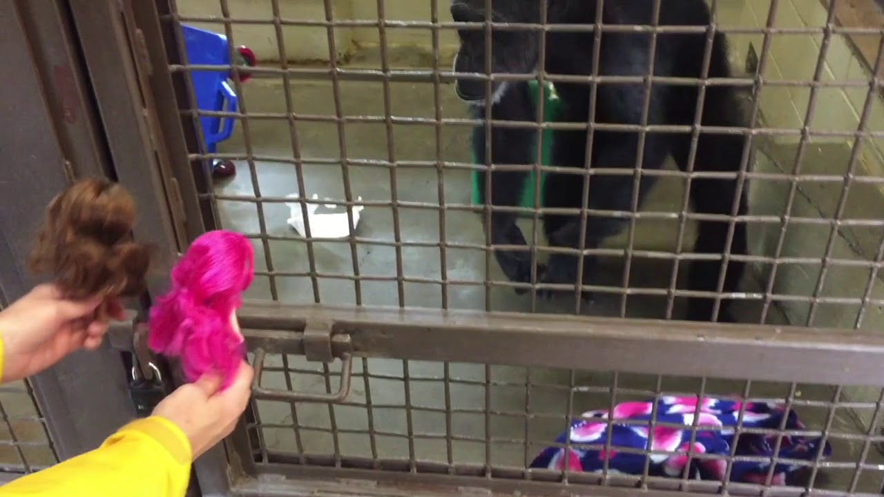 Foxie chimpanzee gets a new package of dolls!