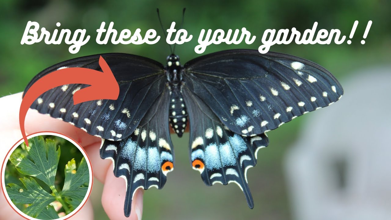 Raising Eastern Black Swallowtail Butterflies : Eggs to Butterfly